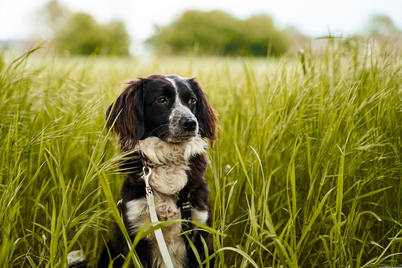 Dog sitting in field of tall grass